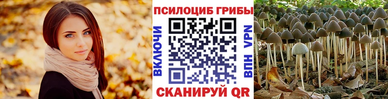 Купить  Выкса  Псилоцибиновые грибы Cubensis 